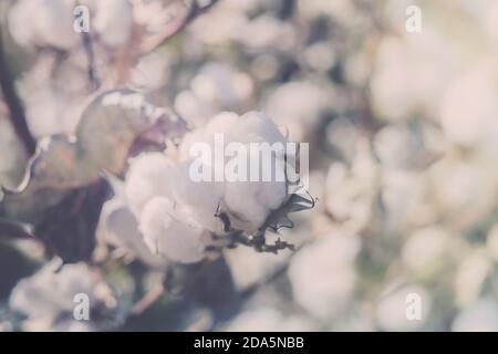 Paesaggio di raccolto di cotone, i bolli di cotone maturi sul ramo Foto Stock
