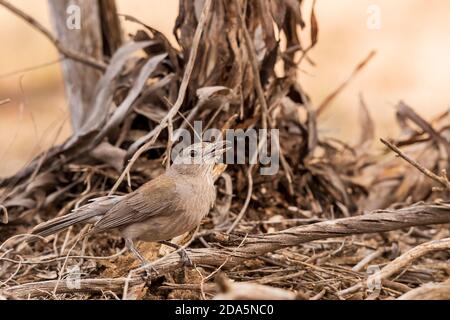 Un songbird australiano conosciuto come il Grey Shriketrush (Colluricincla harmonica) arroccato su un ramo. Foto Stock