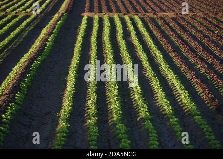 Teste verdi e rosse di lattuga visto crescere in un campo vicino a Barcellona. Foto Stock