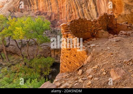 Ben conservato Monarch Cave Cliff Dwelling on Comb Ridge siede obove Un buco d'acqua e alberi di Cottonwood in Bears Ears National Monumento è sud-est Uta Foto Stock