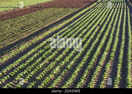 Barcellona, Spagna. 8 Nov 2020. Teste verdi e rosse di lattuga visto crescere in un campo vicino a Barcellona. Credit: Jorge Sanz/SOPA Images/ZUMA Wire/Alamy Live News Foto Stock