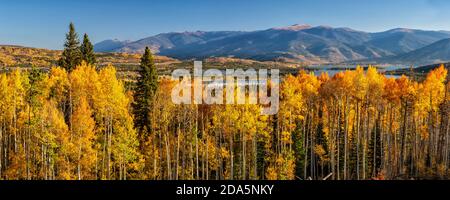 Una linea di alti alberi di aspen color ambra e dorati al largo della Frisco Bay e del lago artificiale Dillon a Frisco, Colorado. Foto Stock