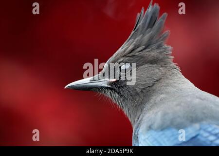 Steller's Jay (Cyanocitta stelleri) arroccato sul ramo, colori autunnali sullo sfondo, Snohomish, Washington, USA Foto Stock