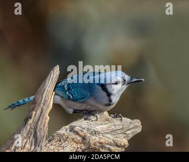 Un blue jay si siede in cima ad un moncone spiovente in Cheyenne Wyoming Foto Stock
