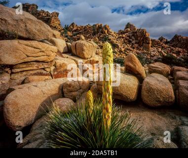 Fioritura Nolina, Hidden Valley, Joshua Tree National Park, California Foto Stock