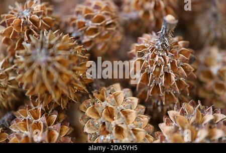 Closeup cumulo di secco naturale piccoli coni di pino australiano con messa a fuoco selettiva Foto Stock