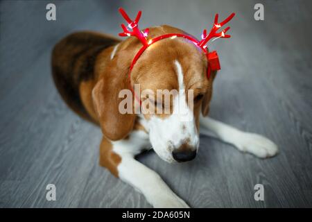 giovane beagle in corna rosse di natale delle renne Foto Stock