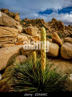 Fioritura Nolina, Hidden Valley, Joshua Tree National Park, California Foto Stock