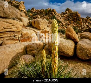 Fioritura Nolina, Hidden Valley, Joshua Tree National Park, California Foto Stock