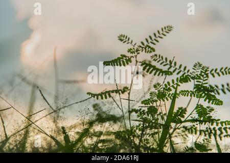 Fiori d'erba a Khulna, Bangladesh. Foto Stock