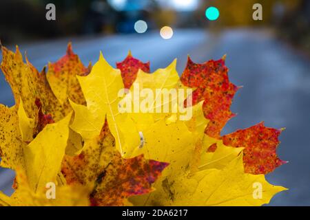 Foglia di acero giallo in mano. Concetto del tempo di autunno. Foto di alta qualità Foto Stock