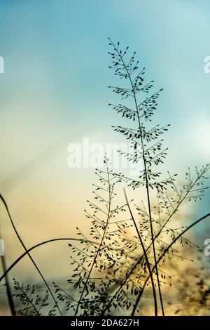 Fiori d'erba a Khulna, Bangladesh. Foto Stock