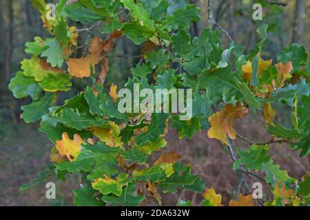 Un albero di quercia in un bosco dello Shropshire con foglie lentamente passando ai colori autunnali Foto Stock