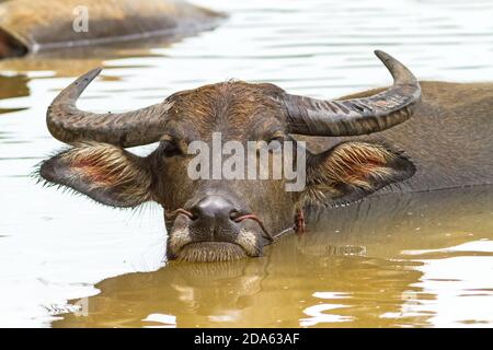 Il bufalo nero locale si nasconde in acqua da un calore su luce naturale Foto Stock