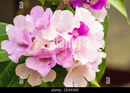 Primo piano fiore rosa Mansoos alliacea, o pianta di aglio a luce naturale, è una specie di liana tropicale della famiglia tromba-superriduttore. È nativo a. Foto Stock