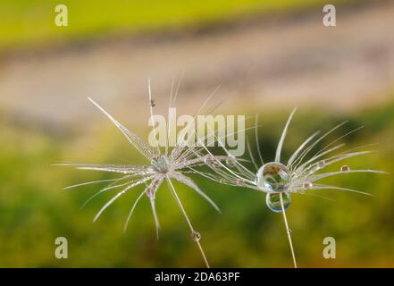 Natura in dettaglio, dente di leone fiore seme primo piano con gocce di rugiada su uno sfondo paesaggio con spazio copia Foto Stock