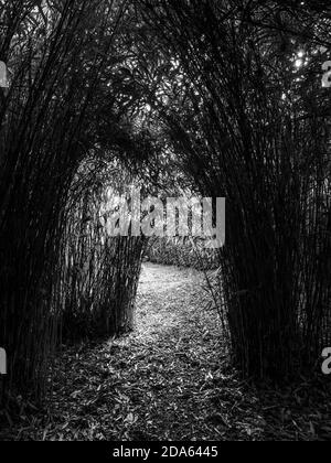 Paesaggio bianco e nero, Bamboo Grove, Bamboo, Englefield House Gardens, Englefield Estate, Englefield, Berkshire, Inghilterra, Regno Unito, GB. Foto Stock