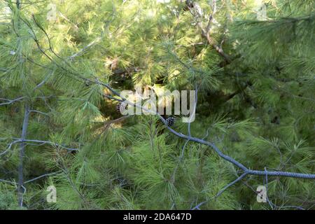 Stagno di pino. Pinus serotina. Conifero primo piano di sfondo. Foto Stock