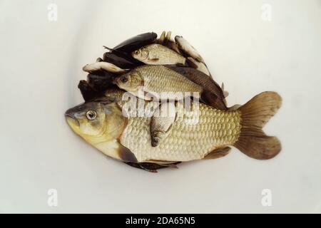 Carpa crogiana di pesce fresco giace in un piatto. Foto Stock