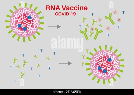 Vaccino RNA Covid con anticorpi proteine Spike e cellule T. Illustrazione Vettoriale