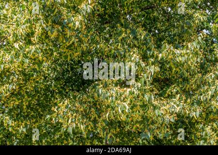 foto full frame che mostra molti fiori di lime e frutti in un ambiente soleggiato Foto Stock