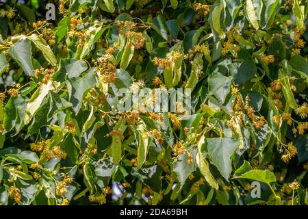 foto full frame che mostra molti fiori di lime e frutti in un ambiente soleggiato Foto Stock