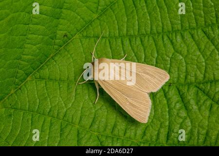 Comune Wainscot falena, Mythimna pallens, famiglia Noctuidae. Monmouthshire, aprile Foto Stock