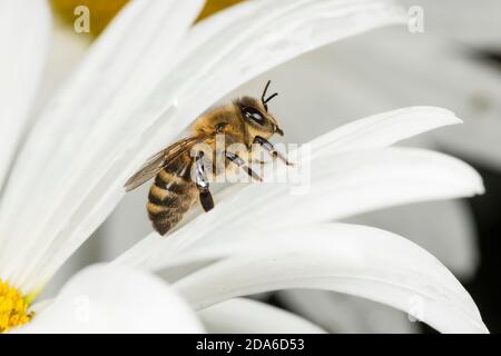 Western Honey Bee, Apis mellifera, che riposa su Ox-eye Daisy, luglio, Monmouthshire, Regno Unito Foto Stock