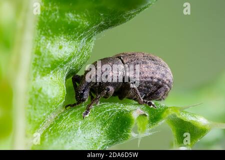 Non identificato un'amaro a naso largo, Famiglia Curculionidae. Monmouthshire, Galles del Sud, Regno Unito Foto Stock