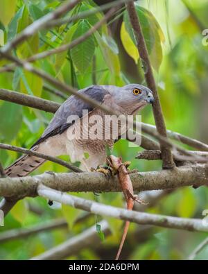 Uno Shikra (Accipiter badius), un piccolo uccello di preda, arroccato su un ramo di albero con la sua uccisione di una lucertola da giardino, nelle foreste di Thattekad in Kerala, Foto Stock