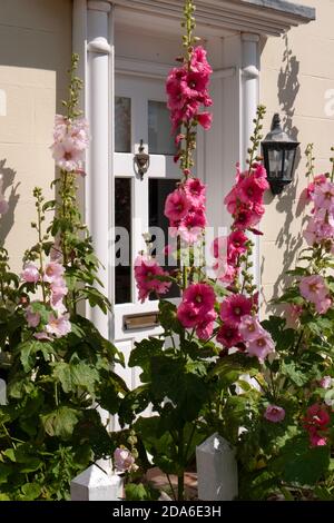 Porta d'ingresso e ingresso a casa con hollyhocks in inglese Giardino, Inghilterra, Europa Foto Stock