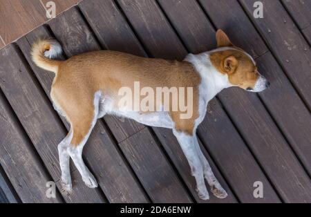 Vista dall'alto sul vecchio cane maschio Basenji stanco che dorme sopra un pavimento in legno Foto Stock
