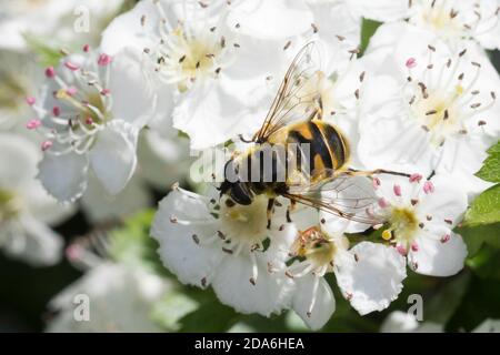 Totenkopfschwebfliege, Totenkopf-Schwebfliege, Gemeine Doldenschwebfliege, Dolden-Schwebfliege, Weibchen, Myathropa florea, Deathskull F. Foto Stock