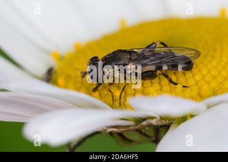 Kleine Mistbiene, Gemeine Keulenschwebfliege, Keulen-Schwebfliege, Weibchen, Syritta pipiens, volata a zampe, volata a zampe spesse, femmina Foto Stock