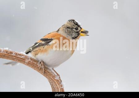Brambling maschio nella stagione invernale (Fringilla montifringilla) Foto Stock