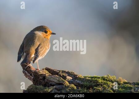 L'alba del Robin (Erithacus rubecula) Foto Stock