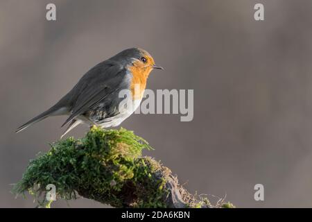 L'alba del Robin (Erithacus rubecula) Foto Stock