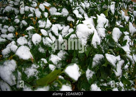 Boccola con foglie verdi coperte di neve. Neve coperto di foglie in inverno Foto Stock