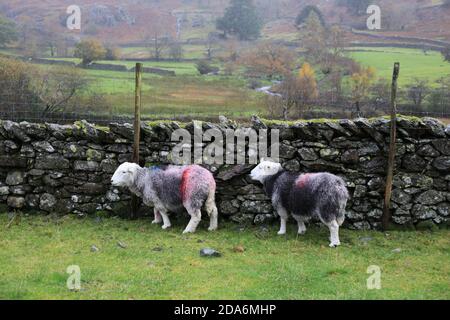 Due pecore Herdwick nel distretto di Lake, Cumbria, Inghilterra, Regno Unito. Foto Stock