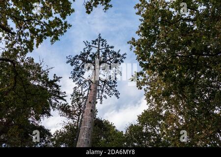 Palo del telefono mascherato come un albero, St Helens, Isola di Wight Foto Stock