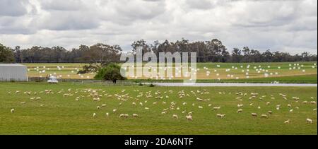 Fattoria con pecore di stenino in un paddock e balle di fieno avvolte in un altro paddock Margaret River Australia occidentale. Foto Stock