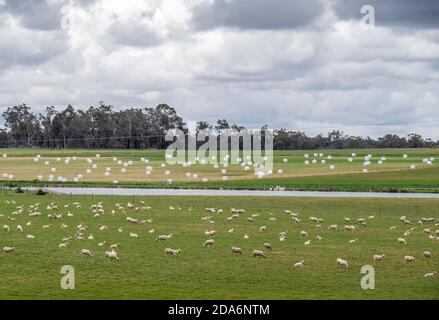 Fattoria con pecore di stenino in un paddock e balle di fieno avvolte in un altro paddock Margaret River Australia occidentale. Foto Stock