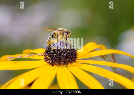 Ape - Apis mellifera - impollinates un fiore del coneflower arancione - Rudbeckia fulgida Foto Stock