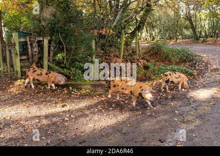 Oxford Sandy e Black Spotted Pigs alla ricerca di cibo durante la lunga stagione dei pannaggi. Una giornata autunnale mite in una breve estate indiana a metà novembre. Meteo: Ogdens, Frogham, Fordingbridge, New Forest, Hampshire, Regno Unito, 10 novembre 2020. Foto Stock