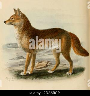 Il dingo (Canis familiaris, Canis dingo, Canis familiaris dingo, o Canis lupus dingo) è un cane trovato in Australia. La sua classificazione tassonomica è oggetto di dibattito. È un canino di medie dimensioni che possiede un corpo snello e duro adattato per velocità, agilità e resistenza. Un monografo dei Canidae [dal latino, canis, 'dog') è una famiglia biologica di carnivori canini. Un membro di questa famiglia è chiamato un canid] da George Mivart, F.R.S. con intagli di legno e 45 piatti colorati disegnati dalla natura da J. G. Keulemans e colorati a mano. Pubblicato da R. H. Porter, Lon Foto Stock