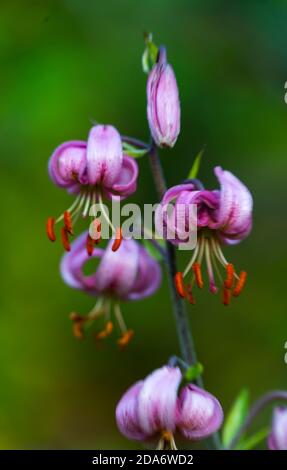 MARTAGON, AZUCENA SILVESTRE (Lilium martagon), Gargantas de Escuain, Parco Nazionale di Ordesa y Monte Perdido, Huesca, Aragona, Spagna, Europa Foto Stock