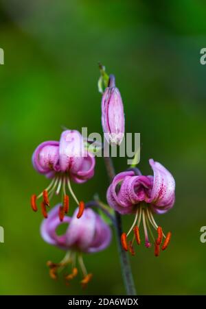 MARTAGON, AZUCENA SILVESTRE (Lilium martagon), Gargantas de Escuain, Parco Nazionale di Ordesa y Monte Perdido, Huesca, Aragona, Spagna, Europa Foto Stock