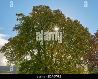 Bel vecchio albero di noce (Juglans regia) con il sole scoppiando attraverso foglie d'autunno. Foto Stock