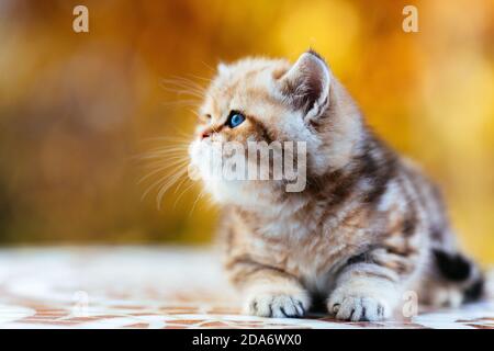 Süßes tabby Kätzchen im Herbst Foto Stock