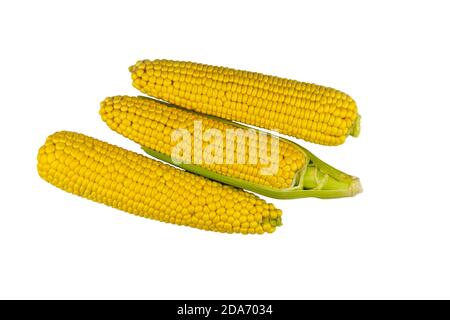 Zea mays. Mais maturo e fresco sulla pannocchia isolato su uno sfondo bianco. Molte varietà che differiscono in termini di maturazione, colore e granulometria Foto Stock